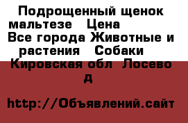 Подрощенный щенок мальтезе › Цена ­ 15 000 - Все города Животные и растения » Собаки   . Кировская обл.,Лосево д.